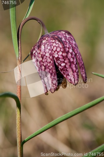 Image of snakes head lily