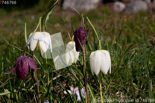 Image of snakes head lilies