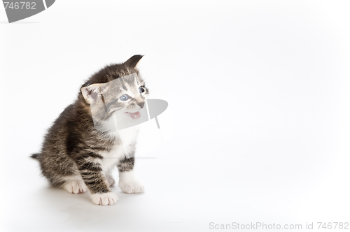 Image of kitten meowing