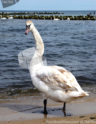 Image of swan