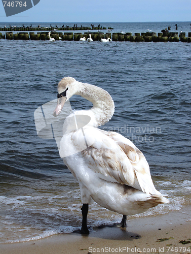 Image of swan