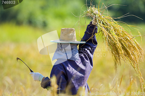 Image of cutting rice in the fields