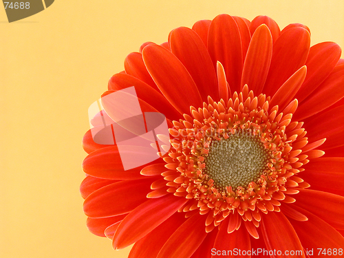 Image of pretty in orange