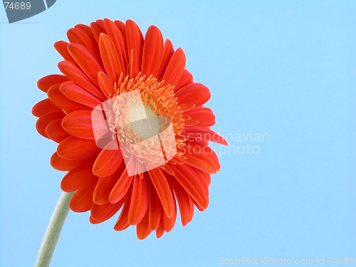 Image of pretty in orange