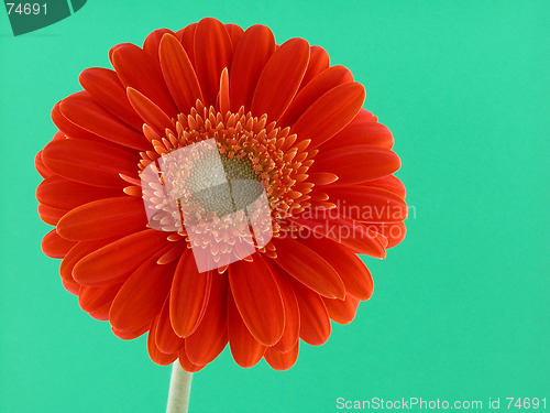Image of pretty in orange