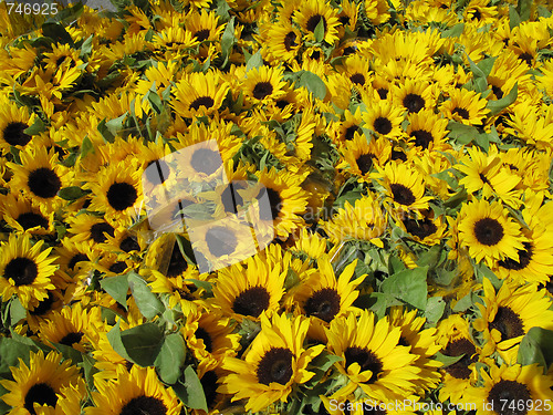 Image of Sunflowers