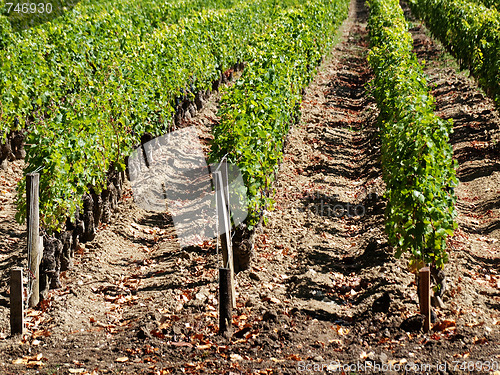 Image of Vineyard