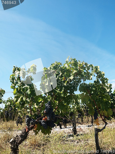 Image of Vineyard