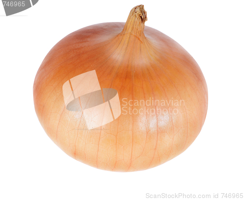 Image of onion