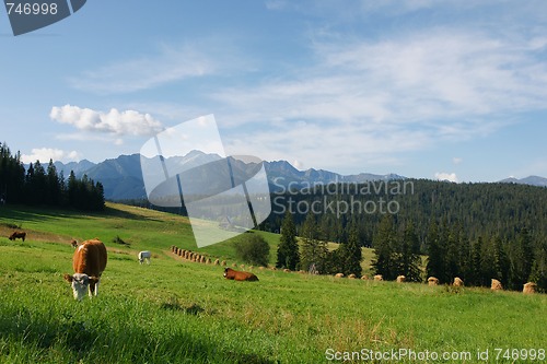 Image of Cows in Tatras