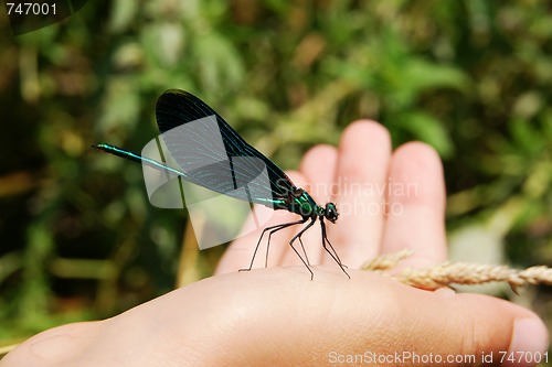 Image of Dragonfly