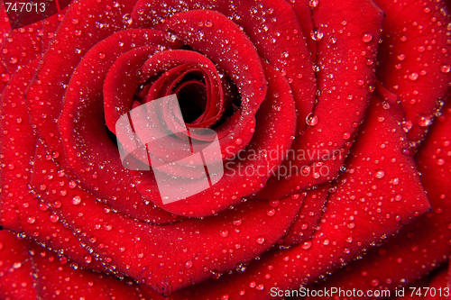 Image of  red roses 