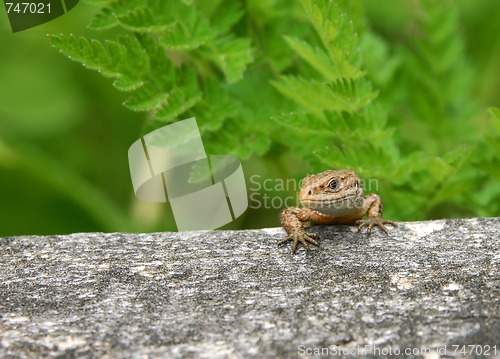 Image of sand lizard 