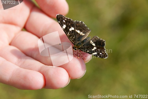 Image of Butterfly