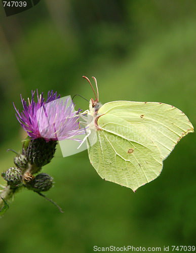 Image of Lemons butterfly