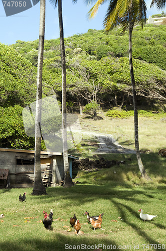 Image of farm animals chickens roosters in jungle bequia