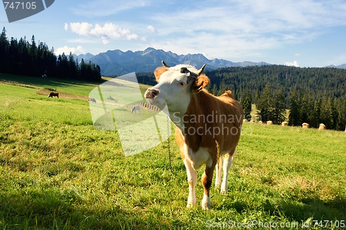 Image of Cow in mountain