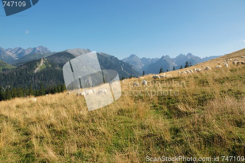 Image of Sheep on the mountain pasture