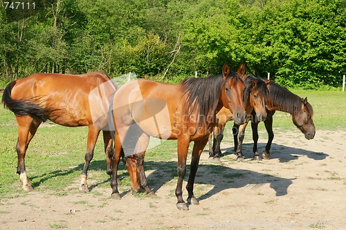 Image of Horses