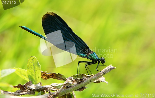 Image of Blue dragonfly