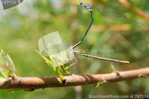 Image of Dragonflies during the mating season.