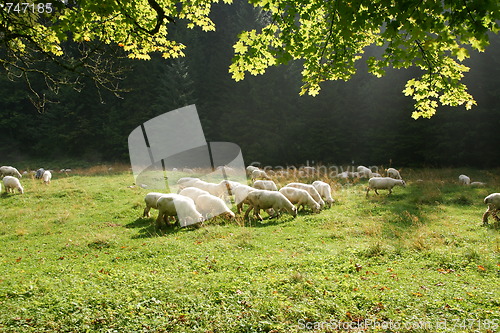 Image of sheeps on pasture