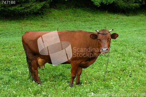 Image of Cow on meadow