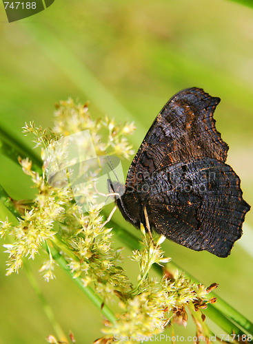 Image of Dark butterfly