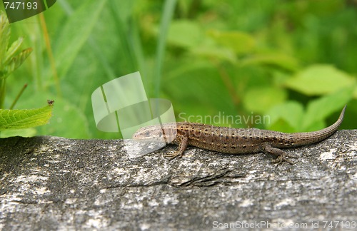 Image of sand lizard