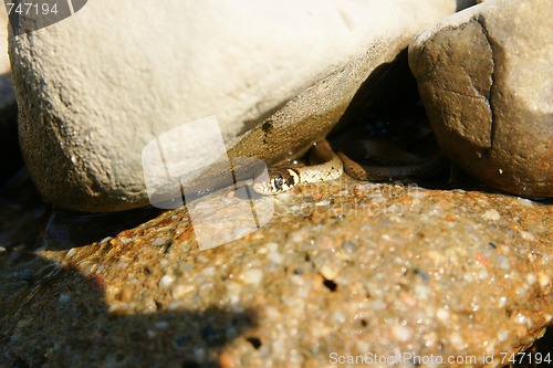 Image of Worm snake