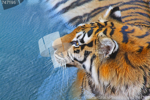Image of Tiger