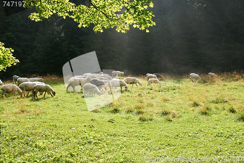 Image of sheeps on pasture