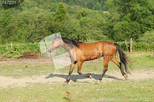 Image of Horse