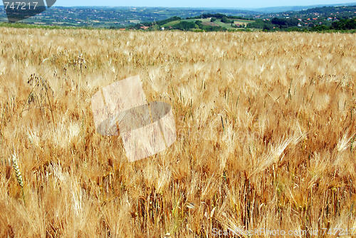 Image of Wheat field landscape