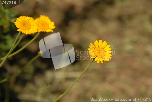 Image of Meadow yellow flowers