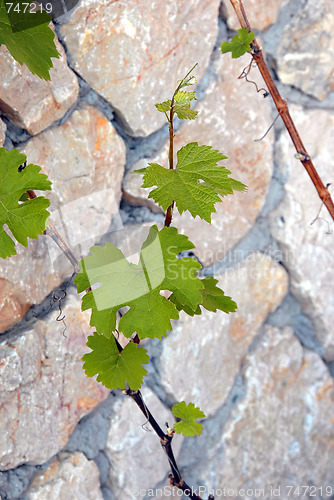 Image of Green vine leaves