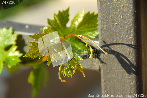 Image of Growing vine plant closeup