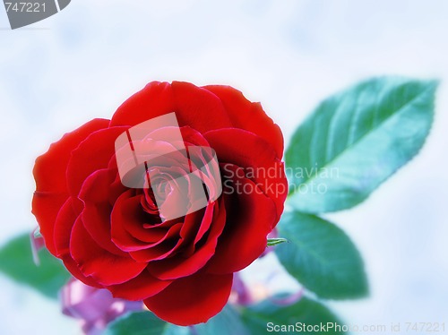 Image of Red rose