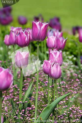 Image of Purple tulips background