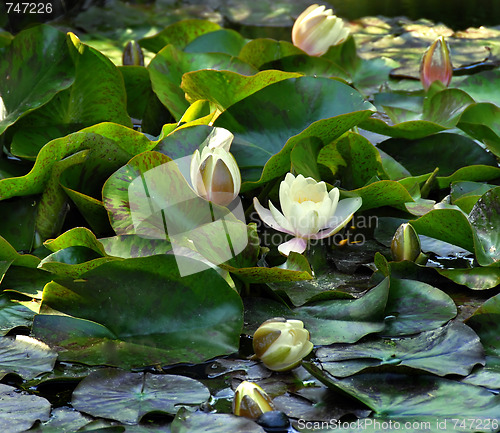 Image of White water lily