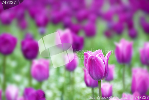 Image of Purple tulips background