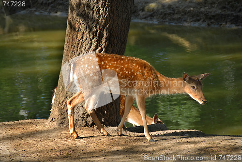 Image of Deer