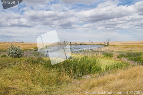 Image of Pond