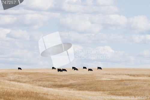 Image of Cows