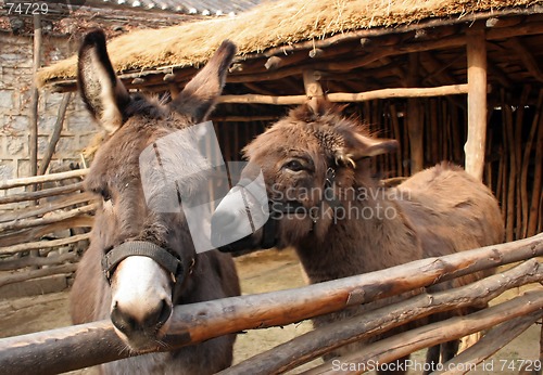 Image of Donkeys