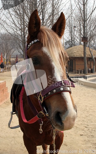 Image of Horse