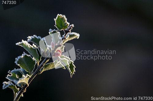 Image of Holly and Frost Background