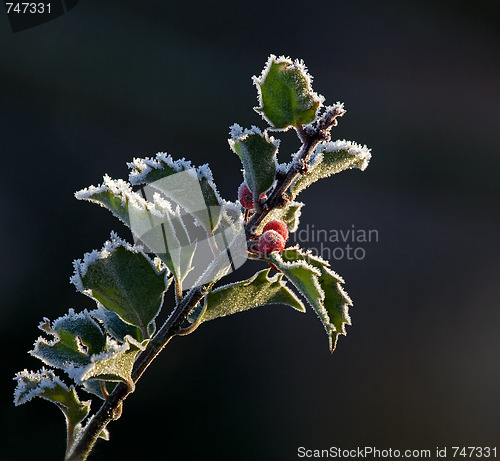 Image of Holly and Frost 