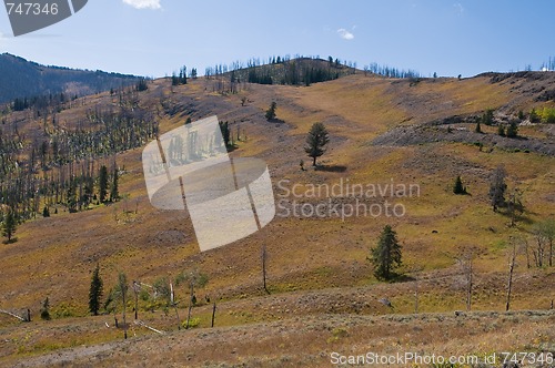 Image of Alpine meadow