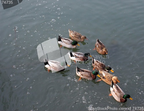 Image of Ducks